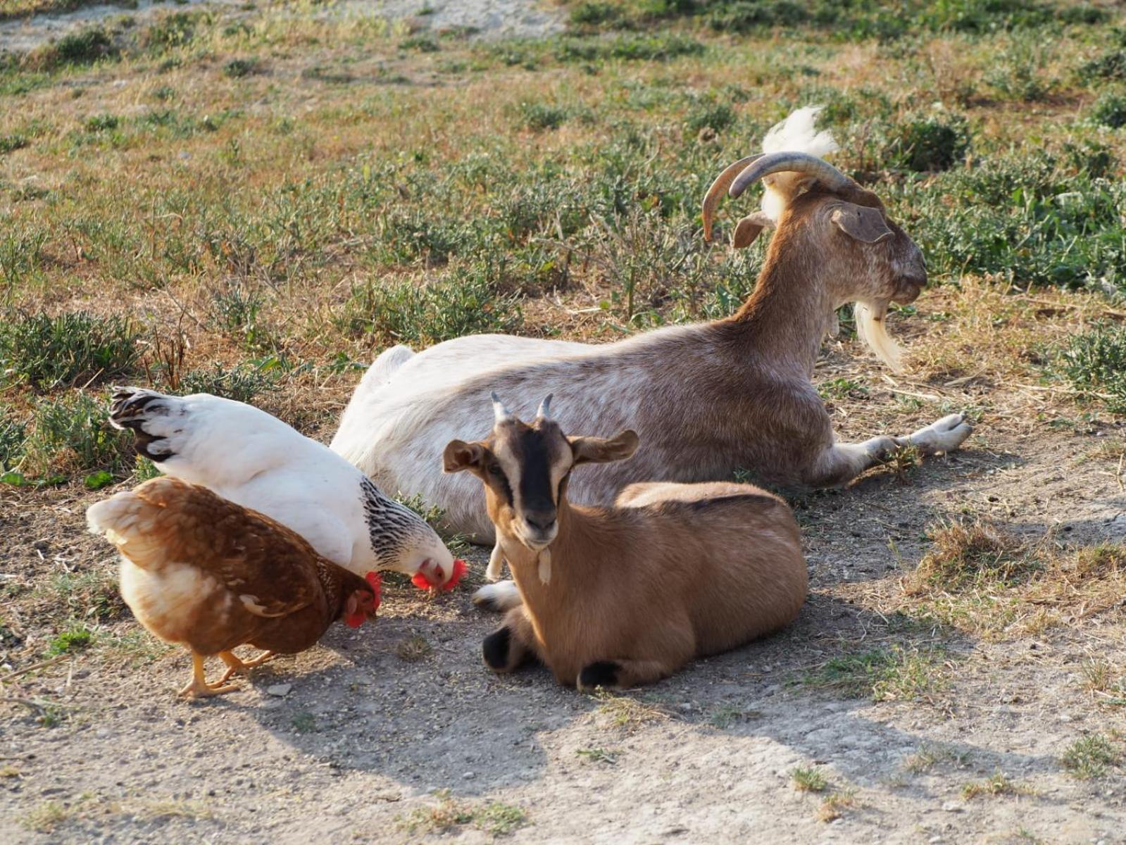 Agriturismo Il Castellaro Sassoferrato Eksteriør bilde
